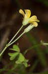 Slender yellow woodsorrel